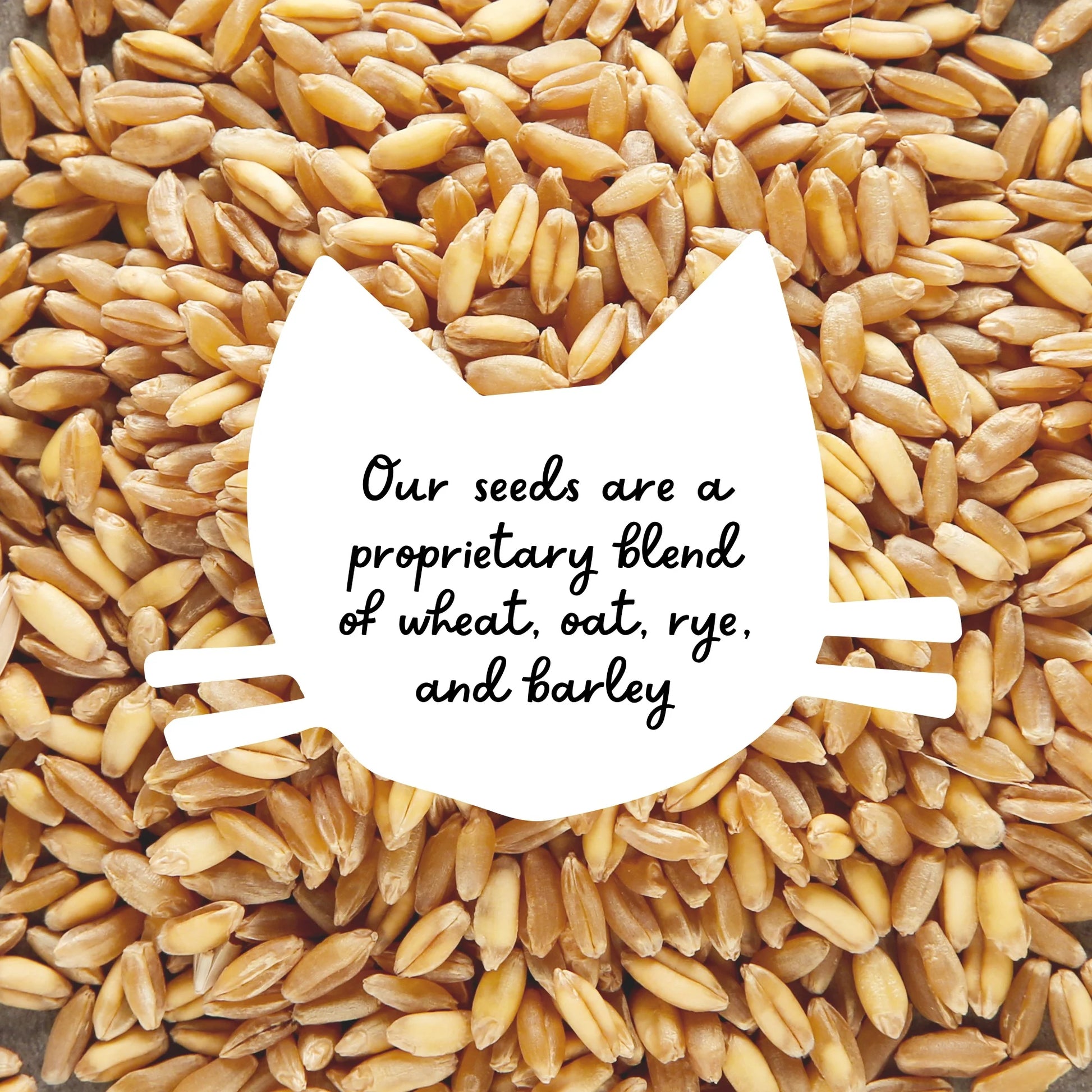 Organic Cat Grass Kit with Black Cat Ceramic Planter, Easy Indoor Planting Gift Set