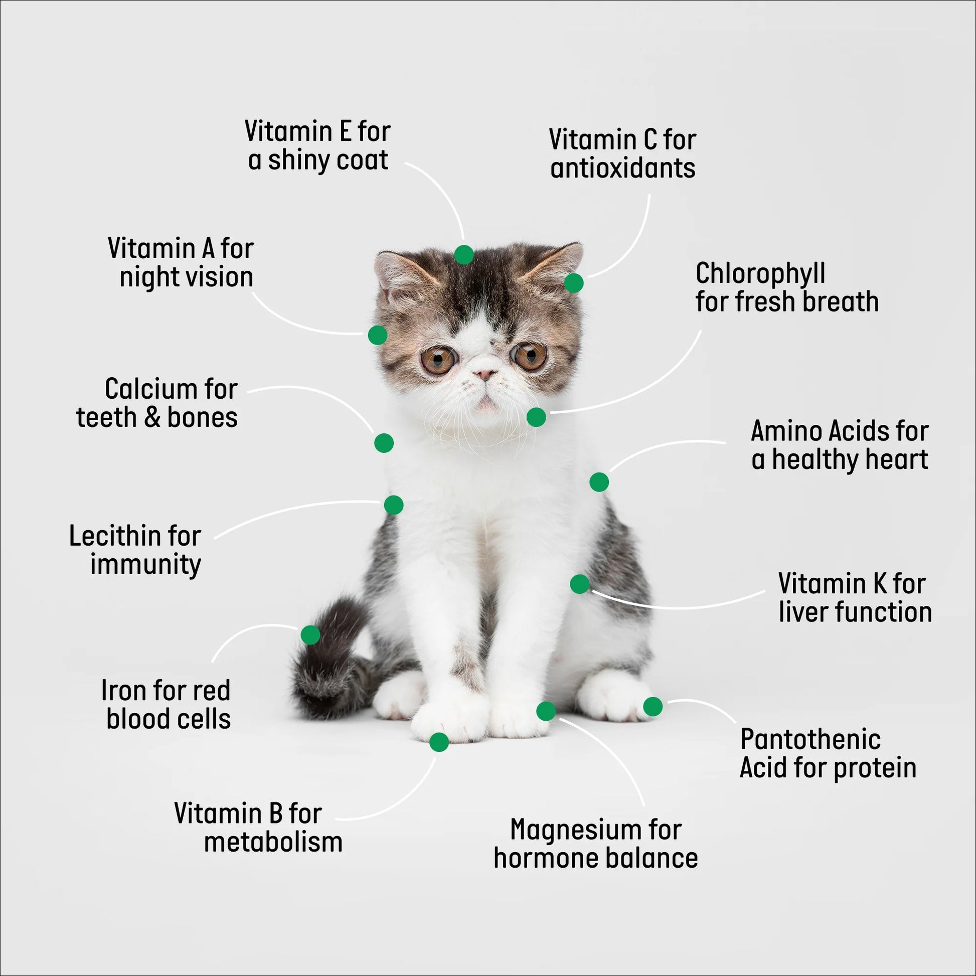 Organic Cat Grass Kit with Black Cat Ceramic Planter, Easy Indoor Planting Gift Set